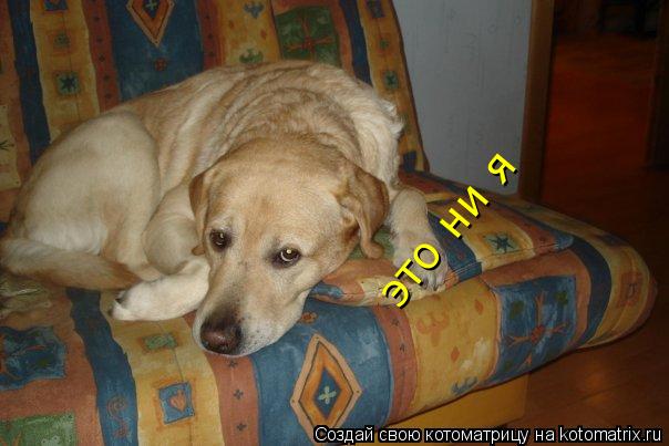 это ни я это ни я... Котоматрица: это ни я это ни я