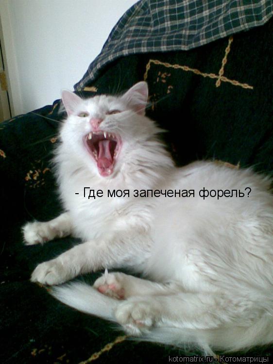 Котоматрица: - Где моя запеченая форель?