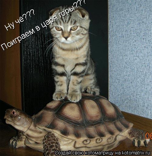 Ну чё??? Поиграем в царя горы???... Котоматрица: Ну чё??? Поиграем в царя горы???