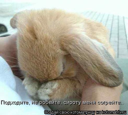 Подходите, не робейте, сироту меня согрейте..... Котоматрица: Подходите, не робейте, сироту меня согрейте..