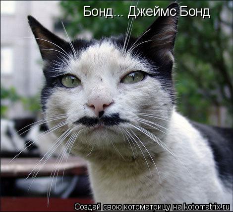 Бонд... Джеймс Бонд... Котоматрица: Бонд... Джеймс Бонд