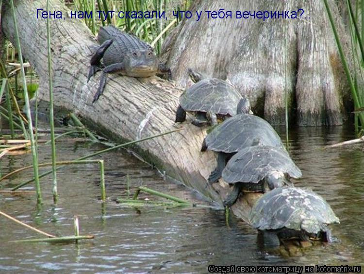 Гена, нам тут сказали, что у тебя вечеринка?..... Котоматрица: Гена, нам тут сказали, что у тебя вечеринка?..