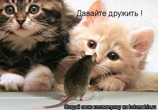 Давайте дружить !... Котоматрица: Давайте дружить !