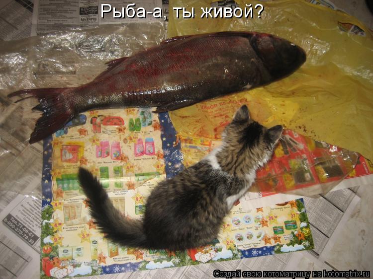 Рыба-а, ты живой?... Котоматрица: Рыба-а, ты живой?