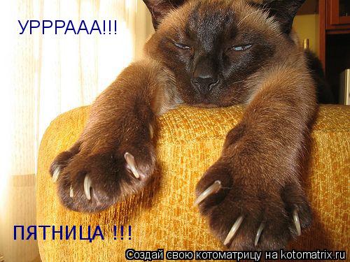 УРРРААА!!! ПЯТНИЦА !!!... Котоматрица: УРРРААА!!! ПЯТНИЦА !!!