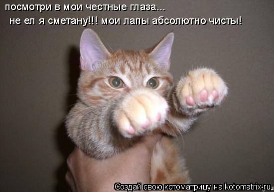 посмотри в мои честные глаза... не ел я сметану!!! мои лапы абсолютно чисты!... Котоматрица: посмотри в мои честные глаза... не ел я сметану!!! мои лапы абсолютно чисты!