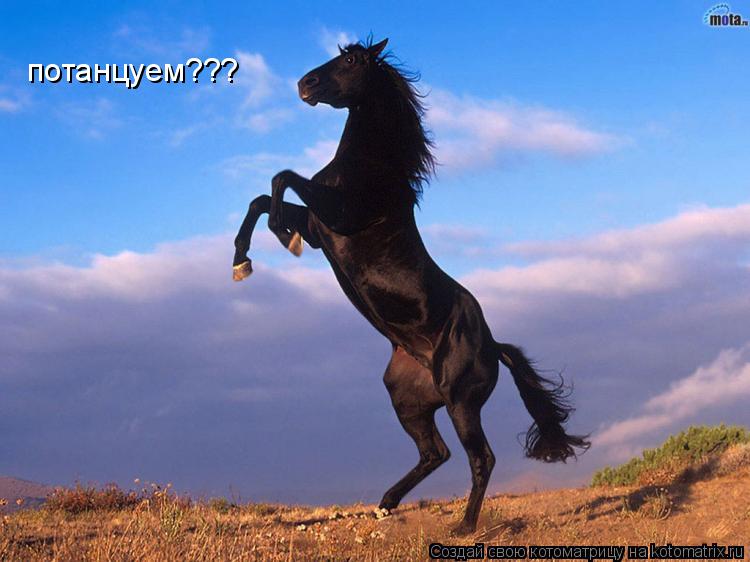 потанцуем???... Котоматрица: потанцуем???