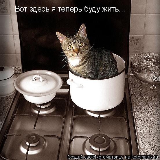 Вот здесь я теперь буду жить...... Котоматрица: Вот здесь я теперь буду жить...