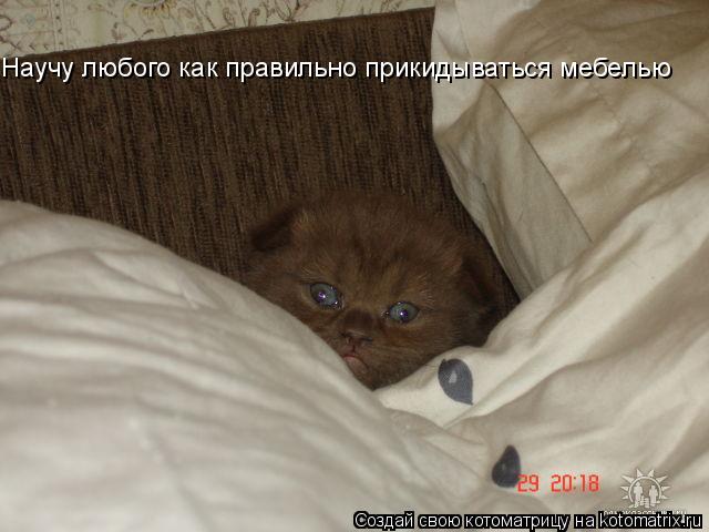 Научу любого как правильно прикидываться мебелью... Котоматрица: Научу любого как правильно прикидываться мебелью