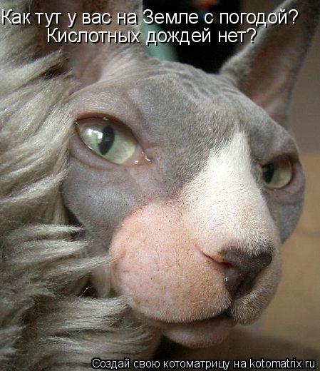 Котоматрица: Как тут у вас на Земле с погодой? Кислотных дождей нет?