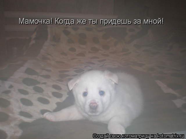 Котоматрица: Мамочка! Когда же ты придешь за мной!