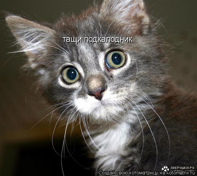 тащи подкалодник... Котоматрица: тащи подкалодник