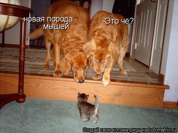 -Это чё? новая порода мышей... Котоматрица: -Это чё? новая порода мышей