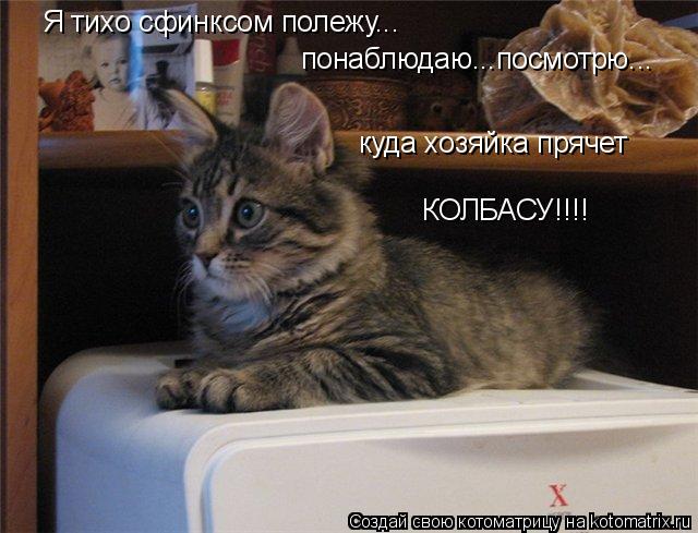 Я тихо сфинксом полежу... понаблюдаю...посмотрю... куда хозяйка прячет КОЛБАСУ!!!!... Котоматрица: Я тихо сфинксом полежу... понаблюдаю...посмотрю... куда хозяйка прячет КОЛБАСУ!!!!