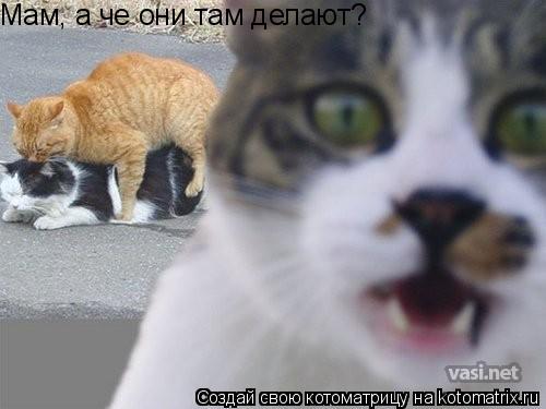 Мам, а че они там делают?... Котоматрица: Мам, а че они там делают?