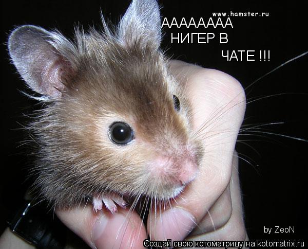 АААААААА НИГЕР В ЧАТЕ !!! by ZeoN... Котоматрица: АААААААА НИГЕР В ЧАТЕ !!! by ZeoN