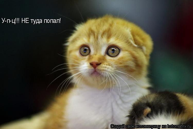 У-п-ц!!! НЕ туда попал!... Котоматрица: У-п-ц!!! НЕ туда попал!