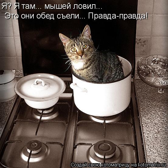 Я? Я там... мышей ловил... Это они обед съели... Правда-правда!... Котоматрица: Я? Я там... мышей ловил... Это они обед съели... Правда-правда!