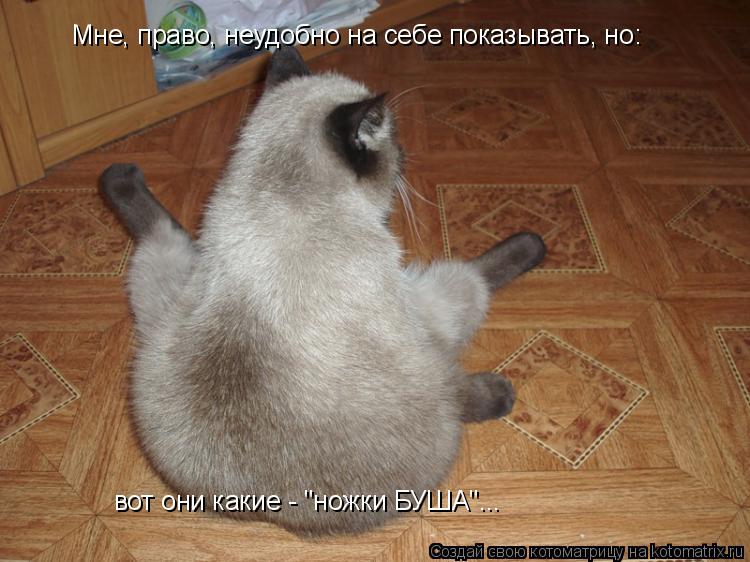 Мне, право, неудобно на себе показывать, но: вот они какие - "ножки БУША"...... Котоматрица: Мне, право, неудобно на себе показывать, но: вот они какие - "ножки БУША"...