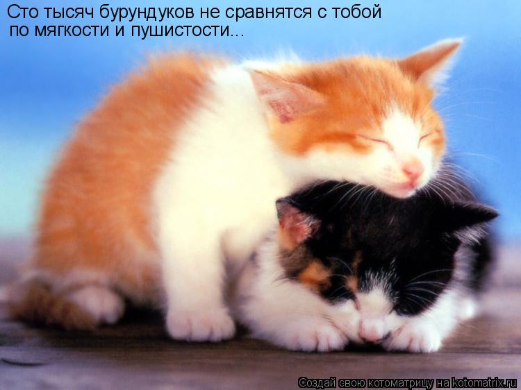 Сто тысяч бурундуков не сравнятся с тобой по мягкости и пушистости...... Котоматрица: Сто тысяч бурундуков не сравнятся с тобой по мягкости и пушистости...