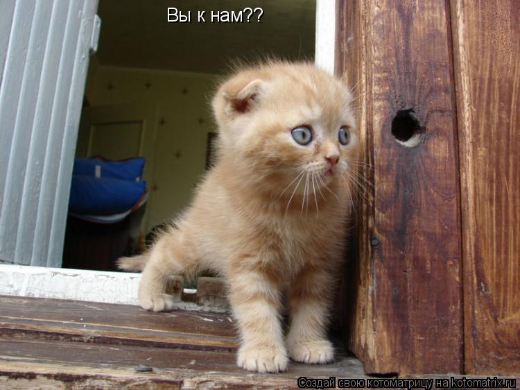 Вы к нам??... Котоматрица: Вы к нам??