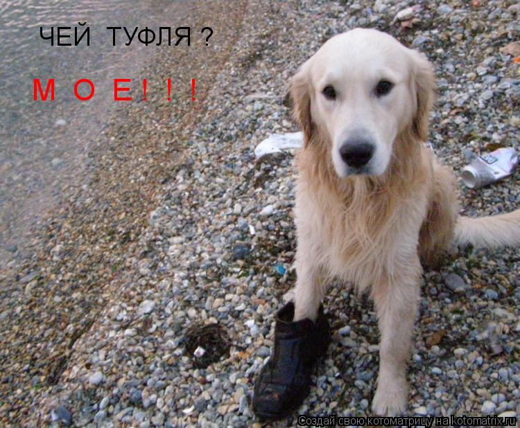 ЧЕЙ ТУФЛЯ ? М О Е ! ! !... Котоматрица: ЧЕЙ ТУФЛЯ ? М О Е ! ! !