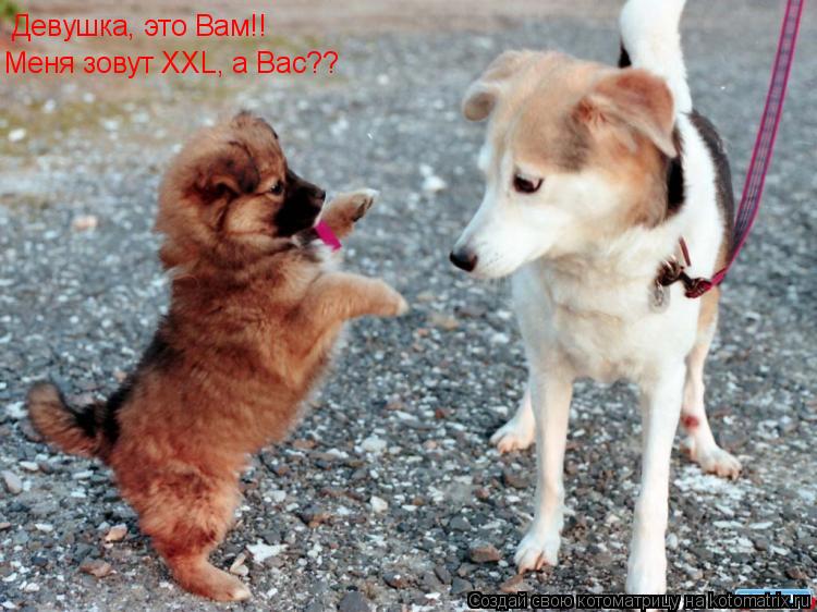 Девушка, это Вам!! Меня зовут XXL, а Вас??... Котоматрица: Девушка, это Вам!! Меня зовут XXL, а Вас??