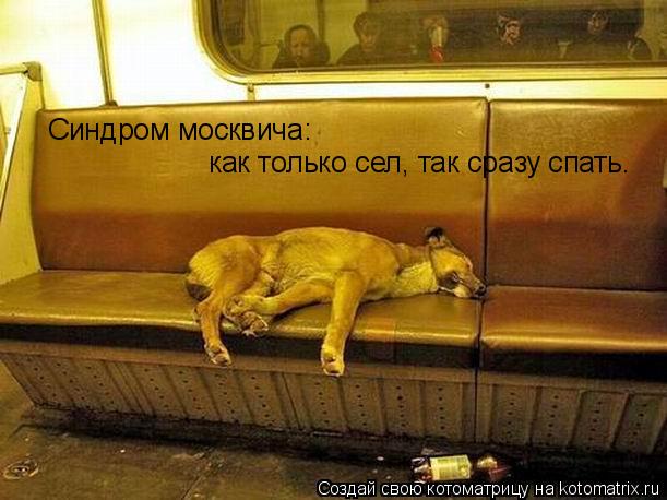 Синдром москвича: как только сел, так сразу спать.... Котоматрица: Синдром москвича: как только сел, так сразу спать.