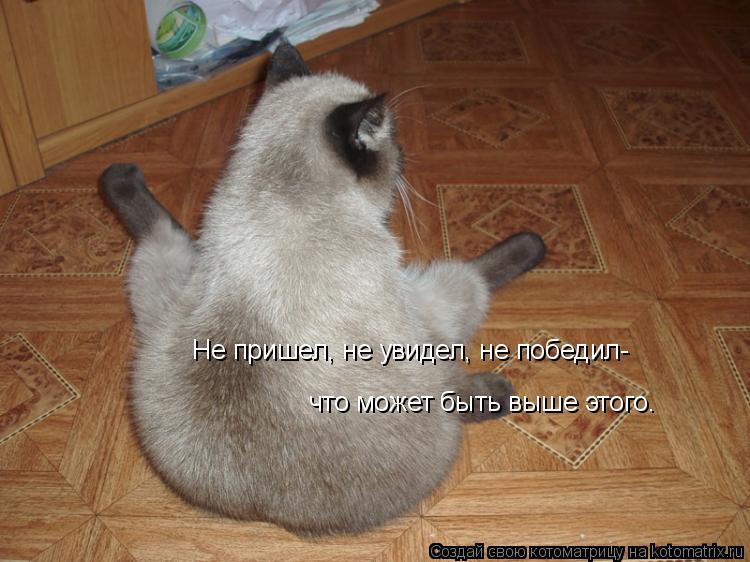 что может быть выше этого. Не пришел, не увидел, не победил-... Котоматрица: что может быть выше этого. Не пришел, не увидел, не победил-