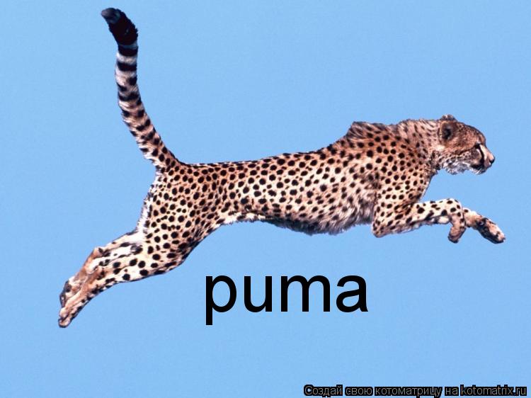 puma... Котоматрица: puma