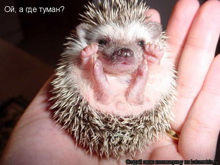 Ой, а где туман?... Котоматрица: Ой, а где туман?