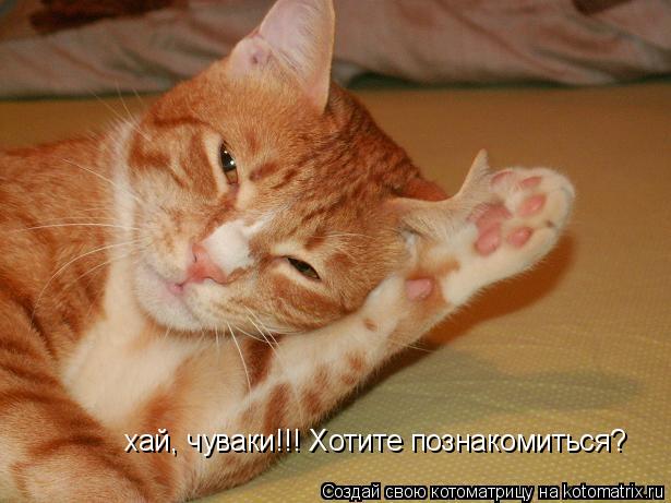 хай, чуваки!!! Хотите познакомиться?... Котоматрица: хай, чуваки!!! Хотите познакомиться?