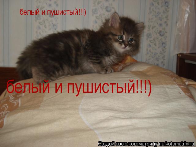 белый и пушистый!!!) белый и пушистый!!!)... Котоматрица: белый и пушистый!!!) белый и пушистый!!!)