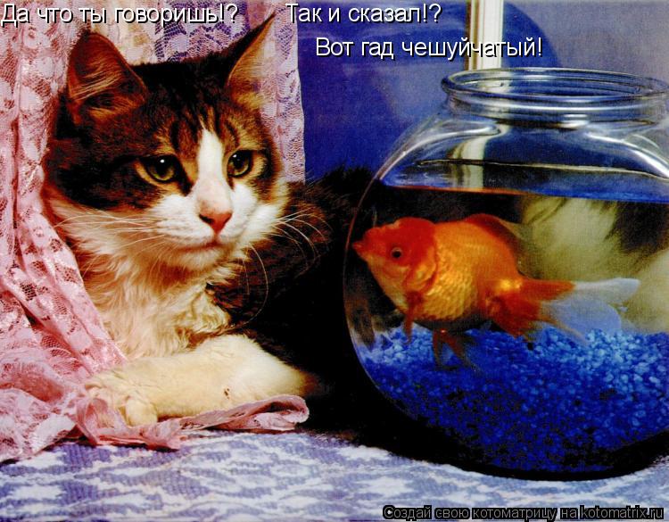 Да что ты говоришь!? Так и сказал!? Вот гад чешуйчатый!... Котоматрица: Да что ты говоришь!? Так и сказал!? Вот гад чешуйчатый!