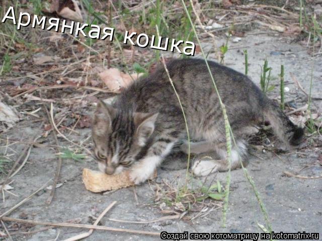 Котоматрица: Армянкая кошка
