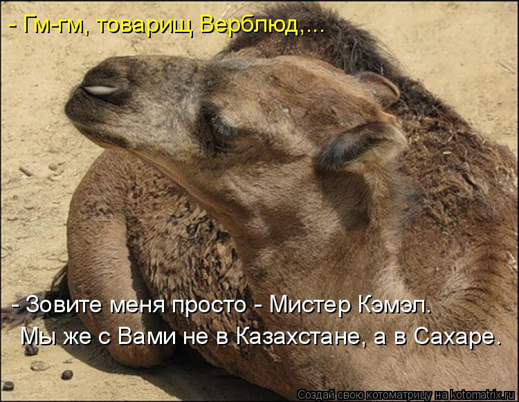 - Гм-гм, товарищ Верблюд,... - Зовите меня просто - Мистер Кэмэл. Мы же с Вами не в Казахстане, а в С... Котоматрица: - Гм-гм, товарищ Верблюд,... - Зовите меня просто - Мистер Кэмэл. Мы же с Вами не в Казахстане, а в Сахаре.