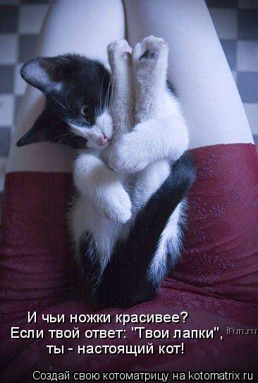 И чьи ножки красивее? Если твой ответ: "Твои лапки", ты - настоящий кот!... Котоматрица: И чьи ножки красивее? Если твой ответ: "Твои лапки", ты - настоящий кот!
