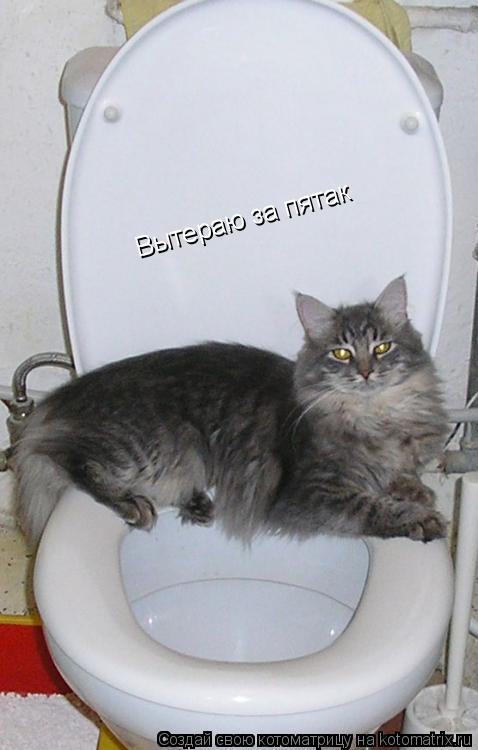 Вытераю за пятак... Котоматрица: Вытераю за пятак