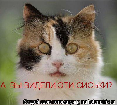 А ВЫ ВИДЕЛИ ЭТИ СИСЬКИ?... Котоматрица: А ВЫ ВИДЕЛИ ЭТИ СИСЬКИ?