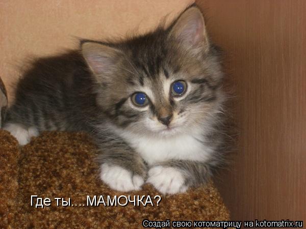 Котоматрица: Где ты....МАМОЧКА?