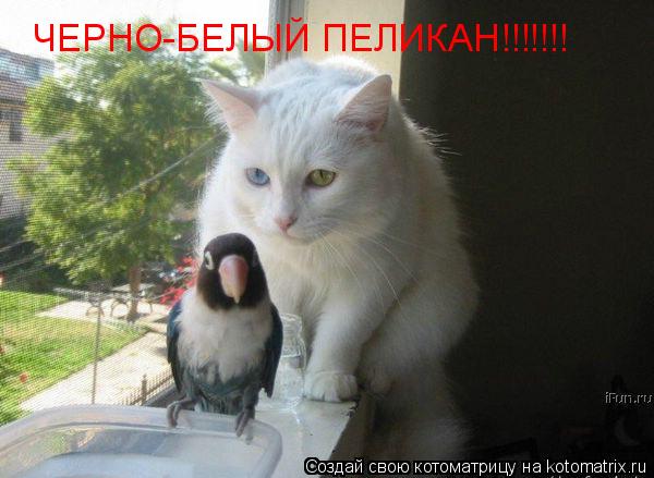 ЧЕРНО-БЕЛЫЙ ПЕЛИКАН!!!!!!!... Котоматрица: ЧЕРНО-БЕЛЫЙ ПЕЛИКАН!!!!!!!