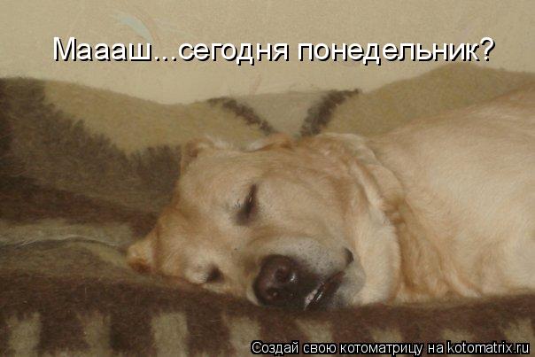 Маааш...сегодня понедельник?... Котоматрица: Маааш...сегодня понедельник?