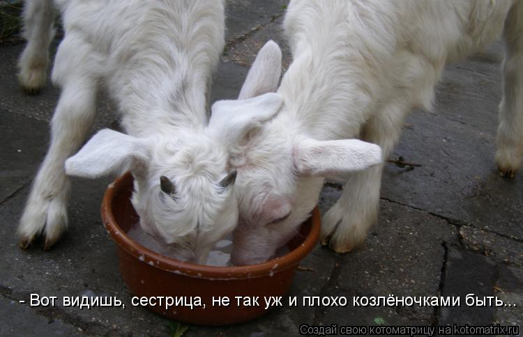 - Вот видишь, сестрица, не так уж и плохо козлёночками быть...... Котоматрица: - Вот видишь, сестрица, не так уж и плохо козлёночками быть...