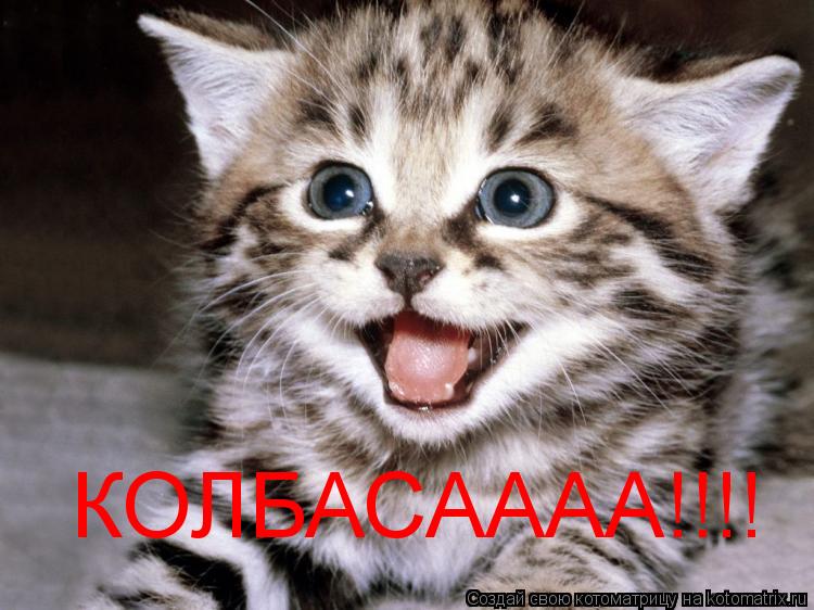 КОЛБАСАААА!!!!... Котоматрица: КОЛБАСАААА!!!!
