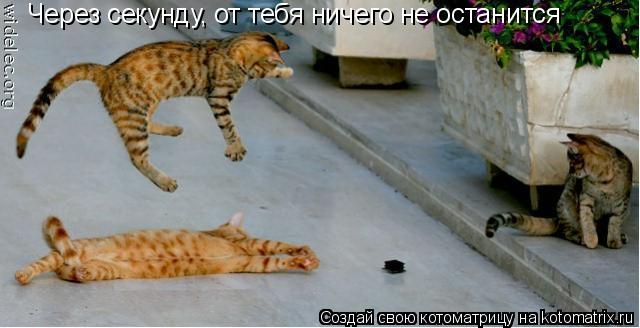 Через секунду, от тебя ничего не останится... Котоматрица: Через секунду, от тебя ничего не останится