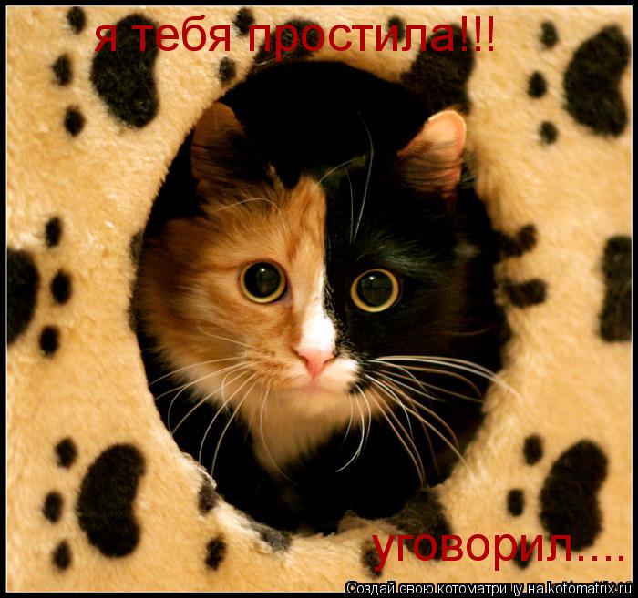 я тебя простила!!! уговорил....... Котоматрица: я тебя простила!!! уговорил....