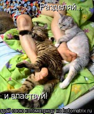 Разделяй... и властвуй!... Котоматрица: Разделяй... и властвуй!