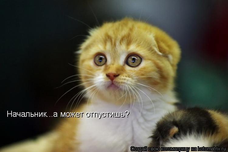 Начальник...а может отпустишь?... Котоматрица: Начальник...а может отпустишь?