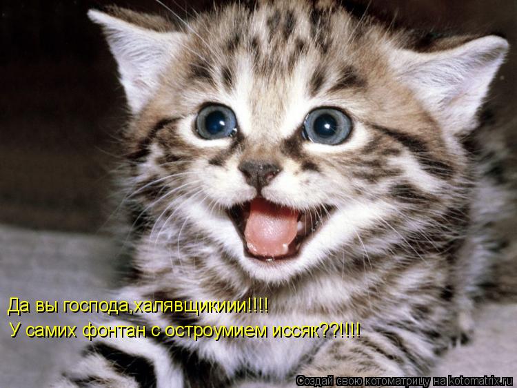 Да вы господа,халявщикиии!!!! У самих фонтан с остроумием иссяк??!!!!... Котоматрица: Да вы господа,халявщикиии!!!! У самих фонтан с остроумием иссяк??!!!!