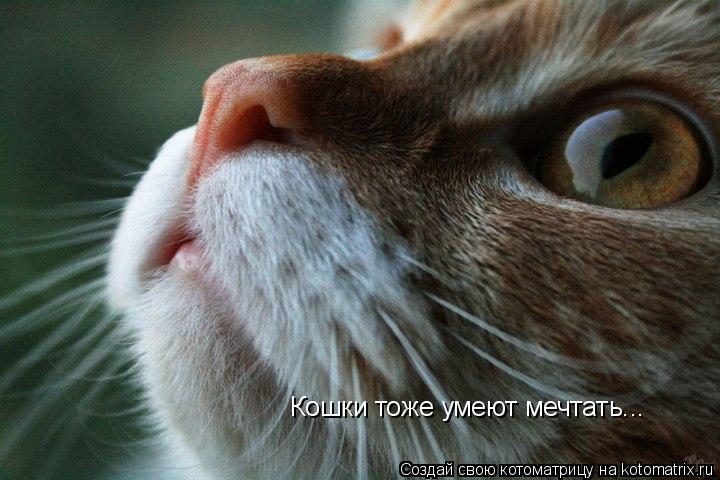 Кошки тоже умеют мечтать...... Котоматрица: Кошки тоже умеют мечтать...